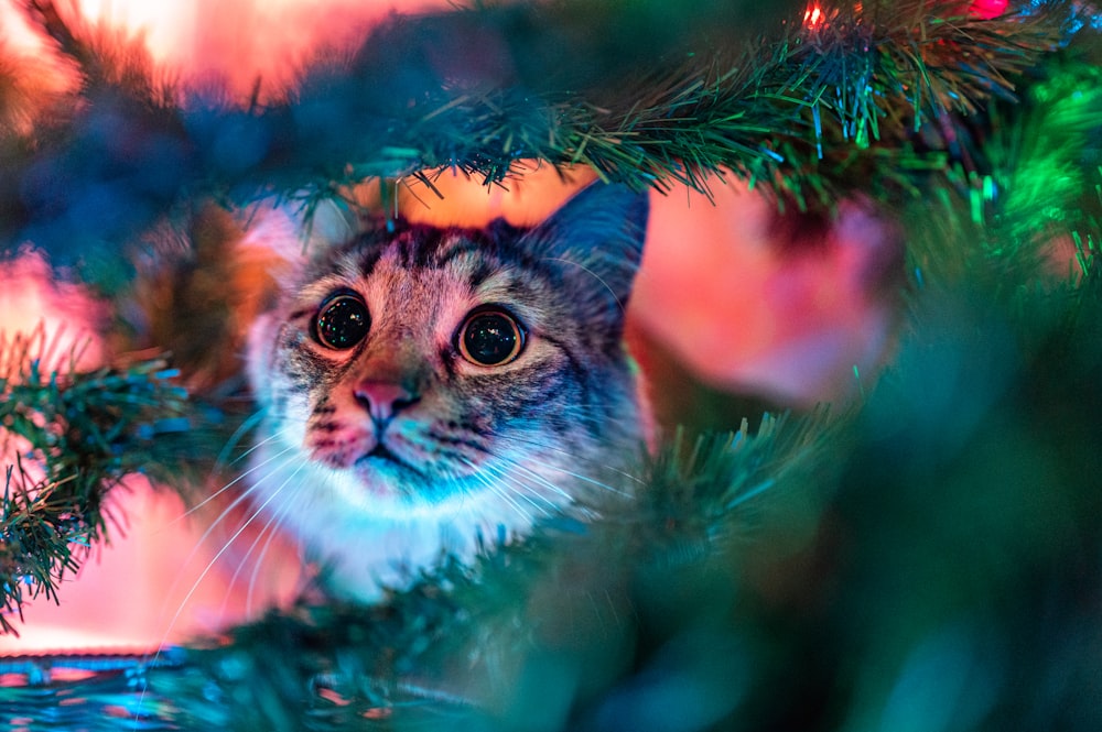 brown and white cat on green pine tree