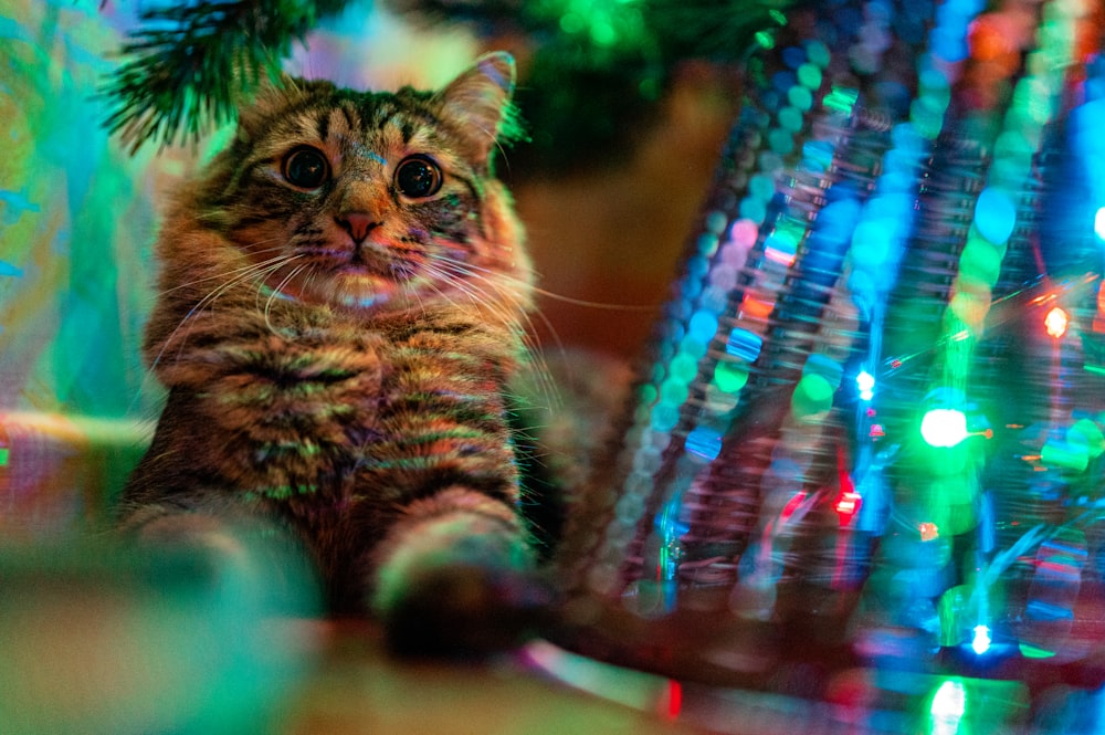 brown tabby cat on brown wooden table