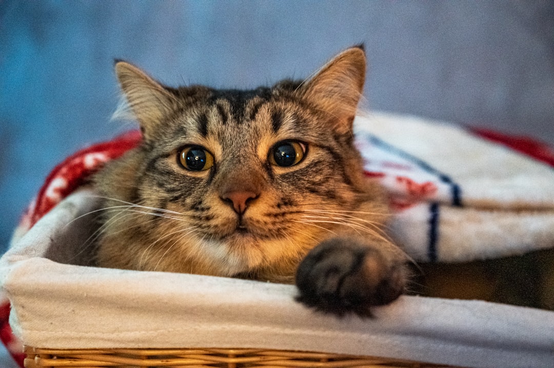 brown tabby cat on white textile