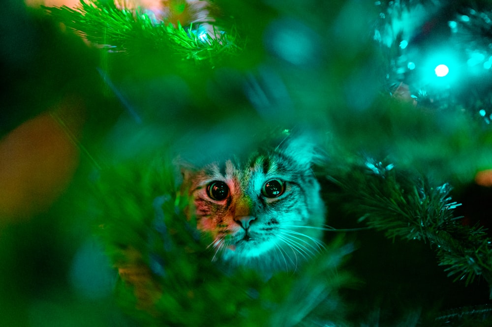 brown and white cat on green grass