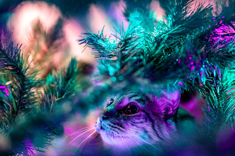 purple tabby cat on green plant