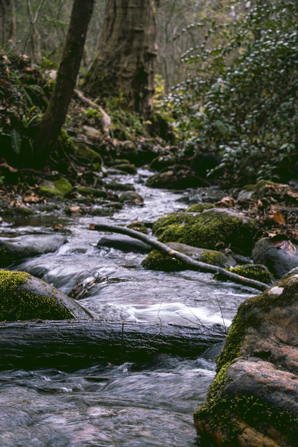 green moss on gray rocks in river