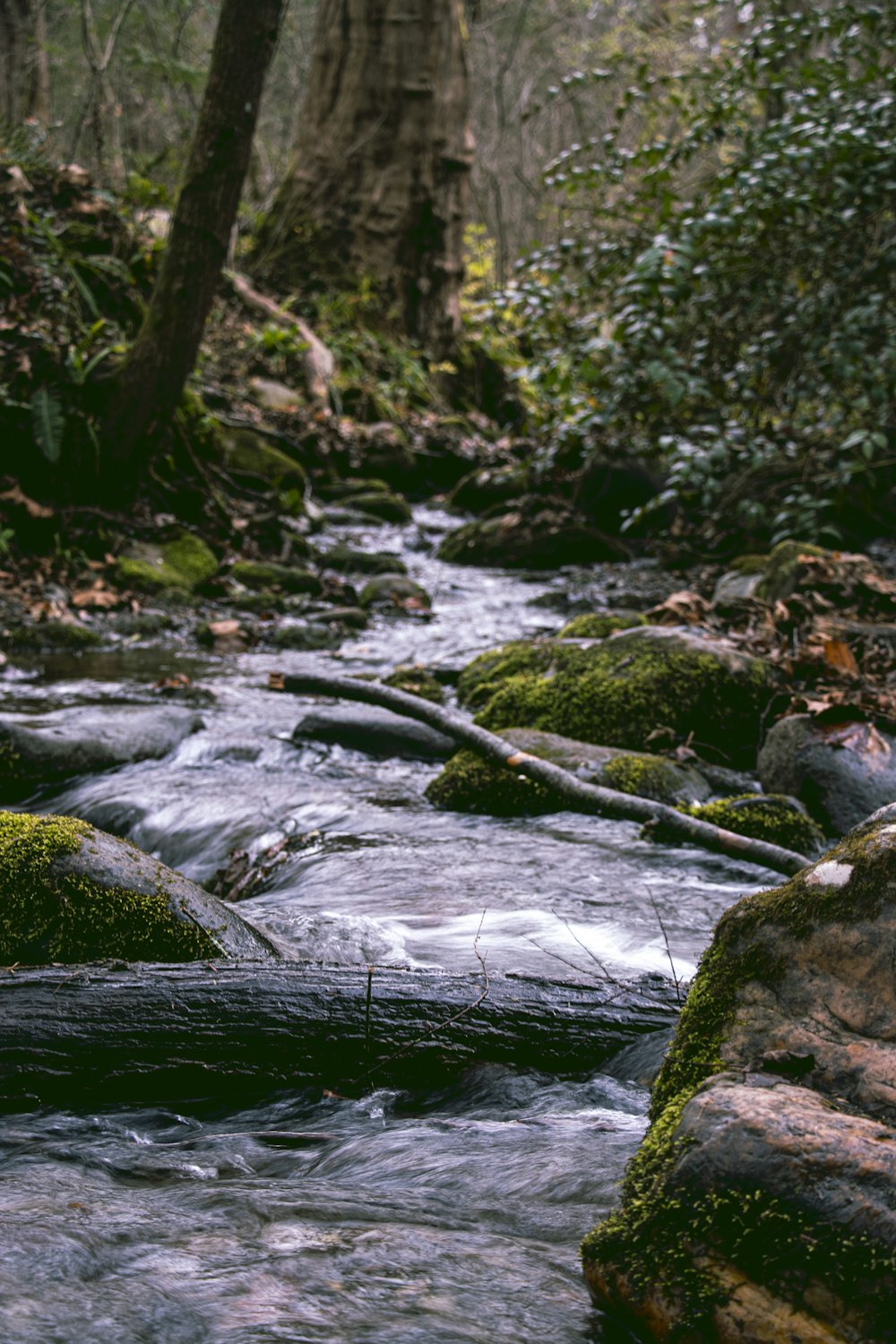 川の灰色の岩に緑の苔
