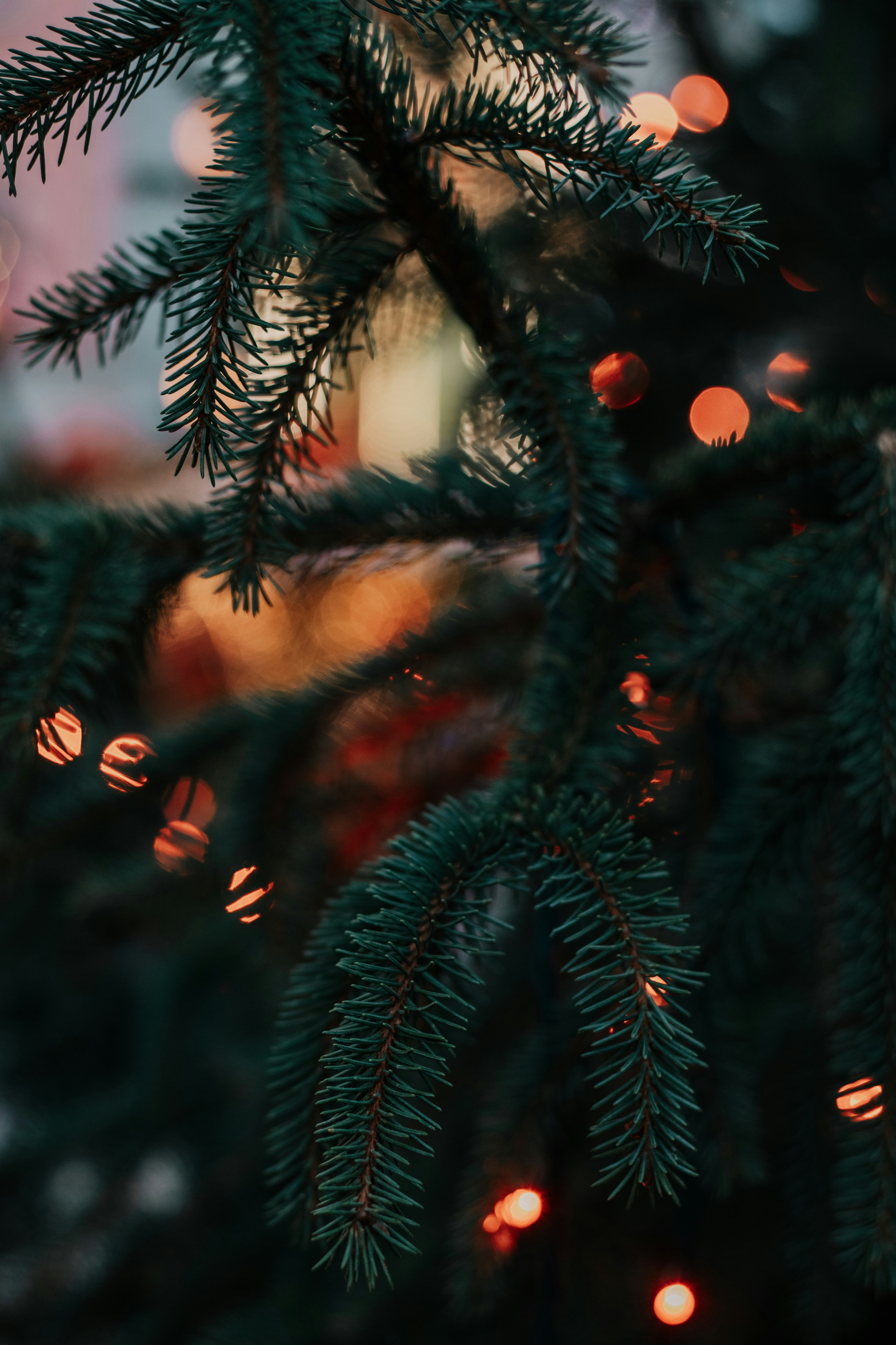 Green pine tree with red and yellow string lights photo Free Польща