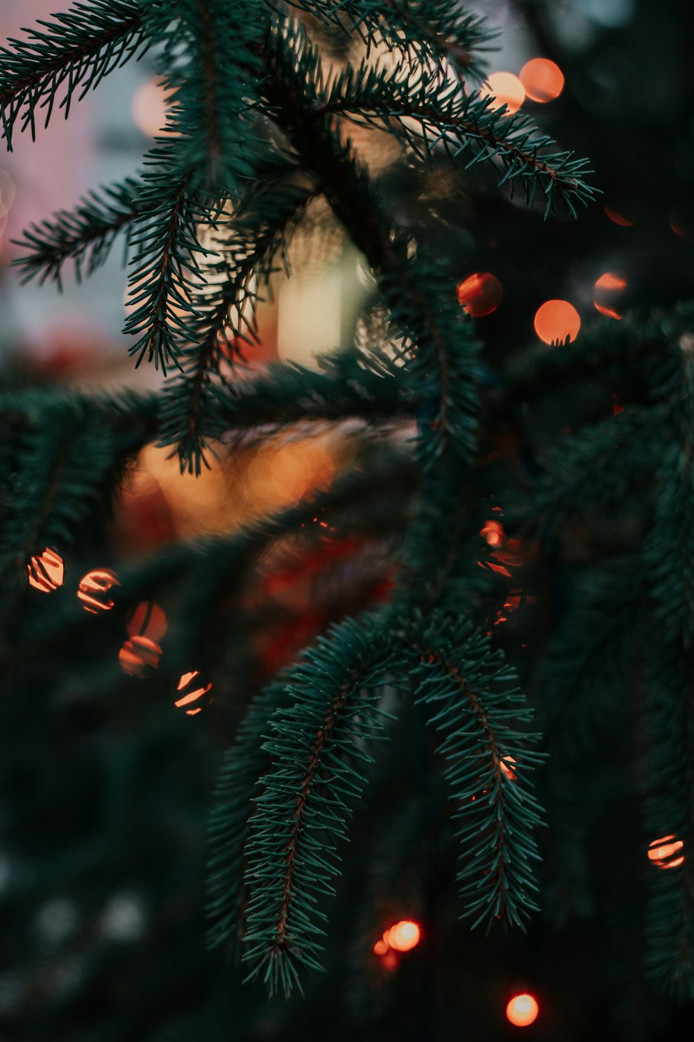 green pine tree with red and yellow string lights