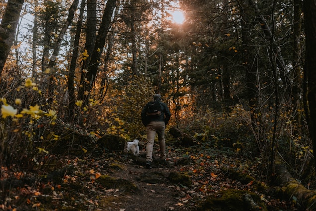 A joyful traveler hiking a quiet forest path with a happy dog by their side under dappled sunlight.