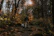 A warm photo of Bowie the Labrador happily walking alongside Andre in a sunlit forest path.