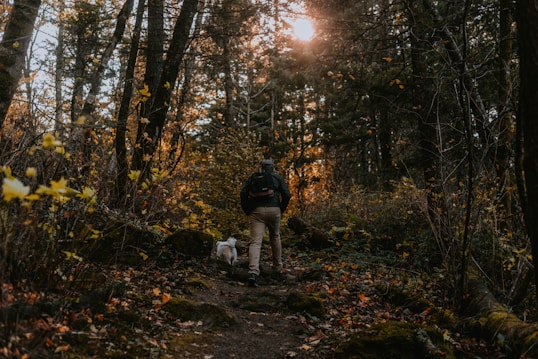 A person wearing a backpack, accompanied by a small dog, is walking up a forest path surrounded by lush trees with autumn foliage. The sunlight filters through the branches, casting a warm glow and creating a serene atmosphere.