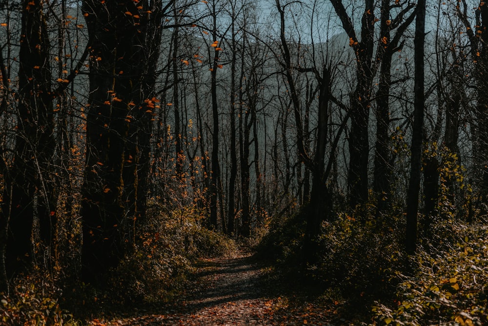 brown trees on brown soil