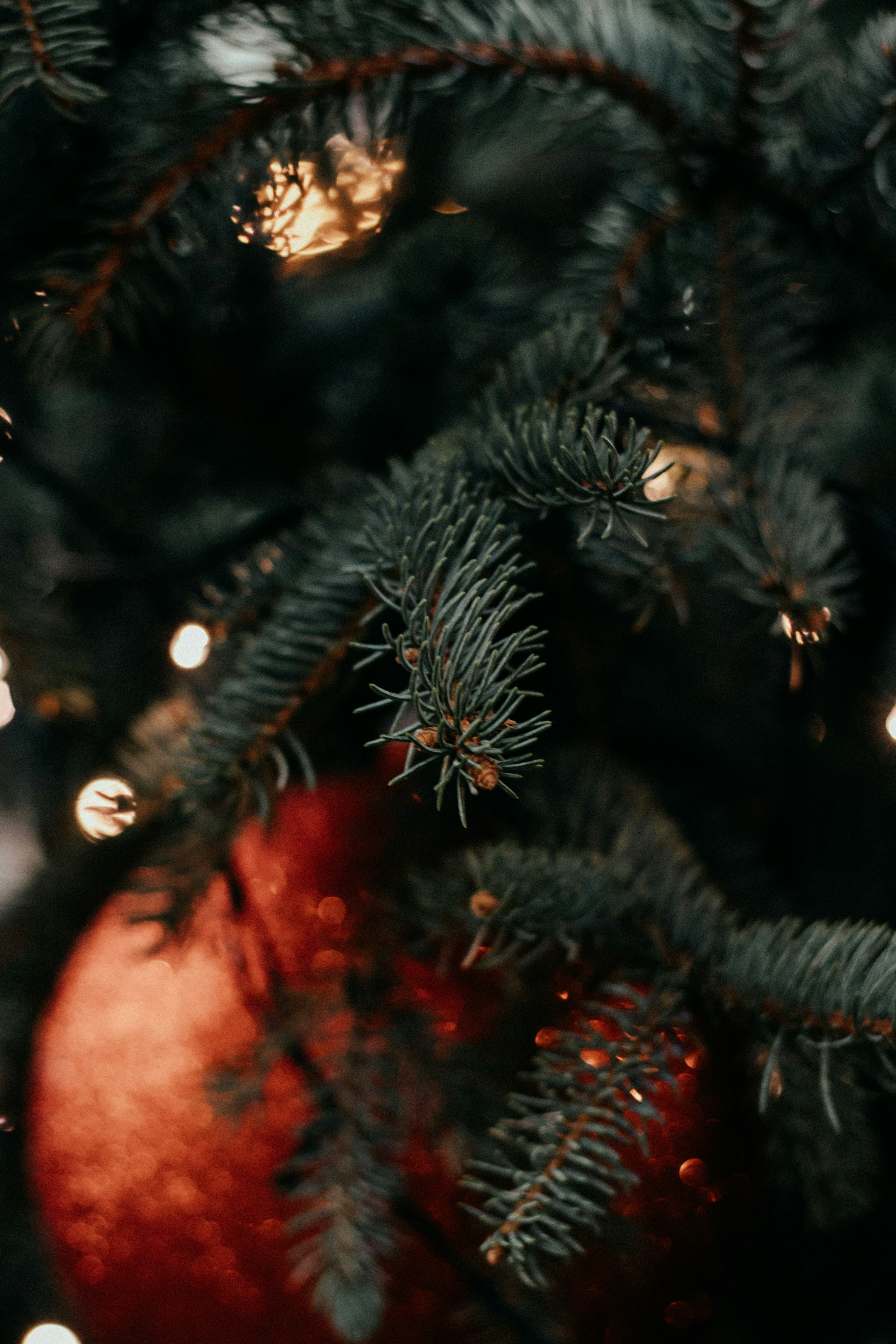 Green pine tree with red and yellow string lights photo Free Польща