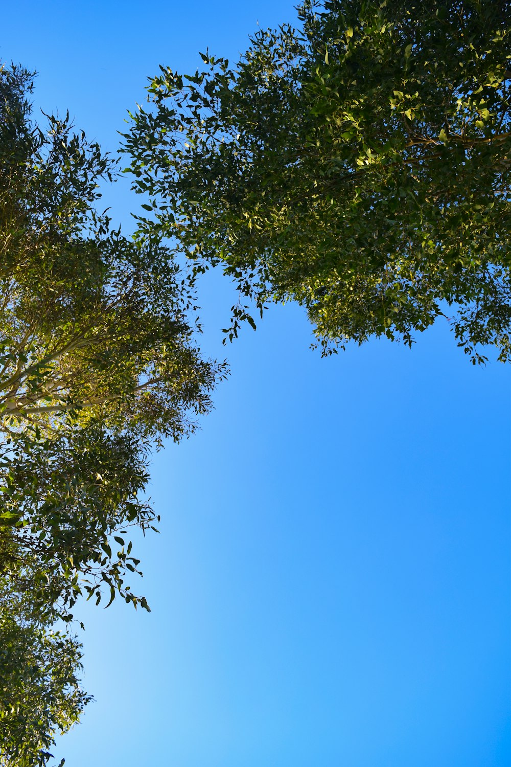 green tree under blue sky during daytime