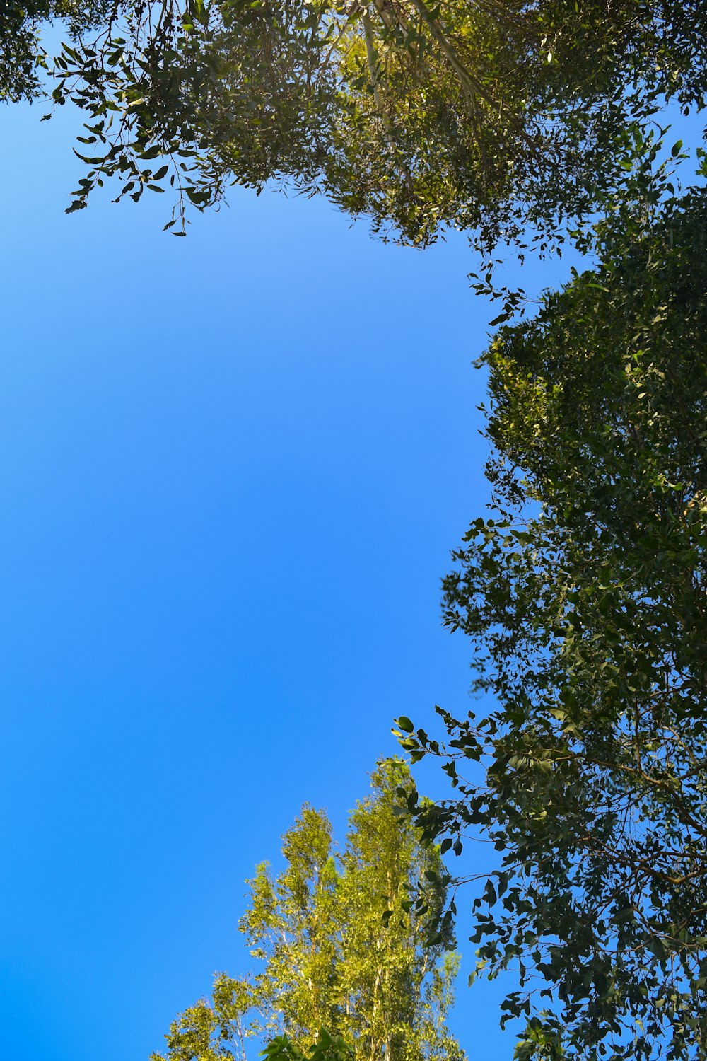 green trees under blue sky during daytime