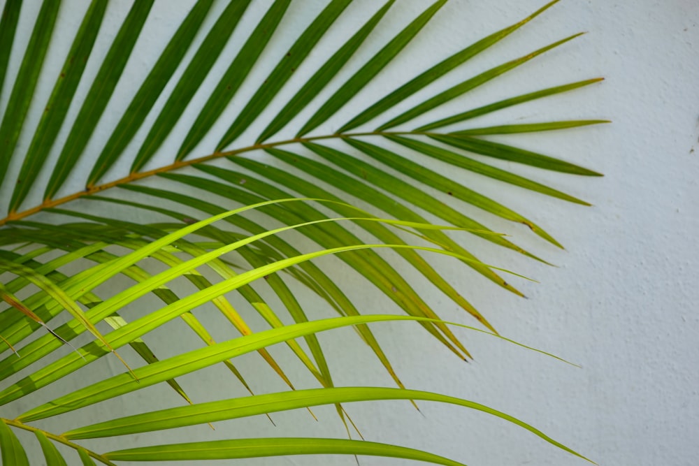 green leaf plant beside white wall