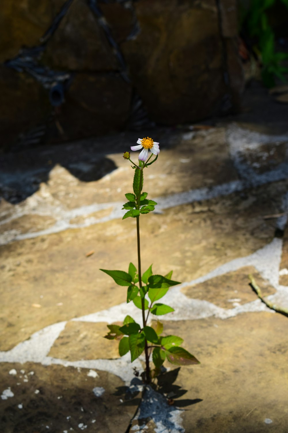 white flower with green leaves