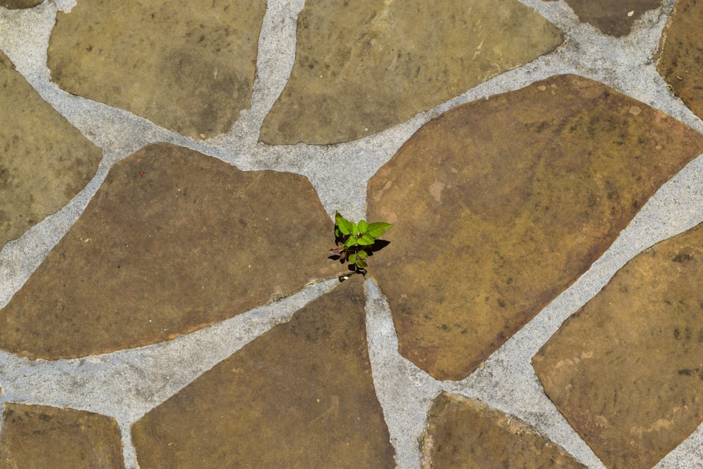 pianta verde su pavimento di cemento marrone e grigio
