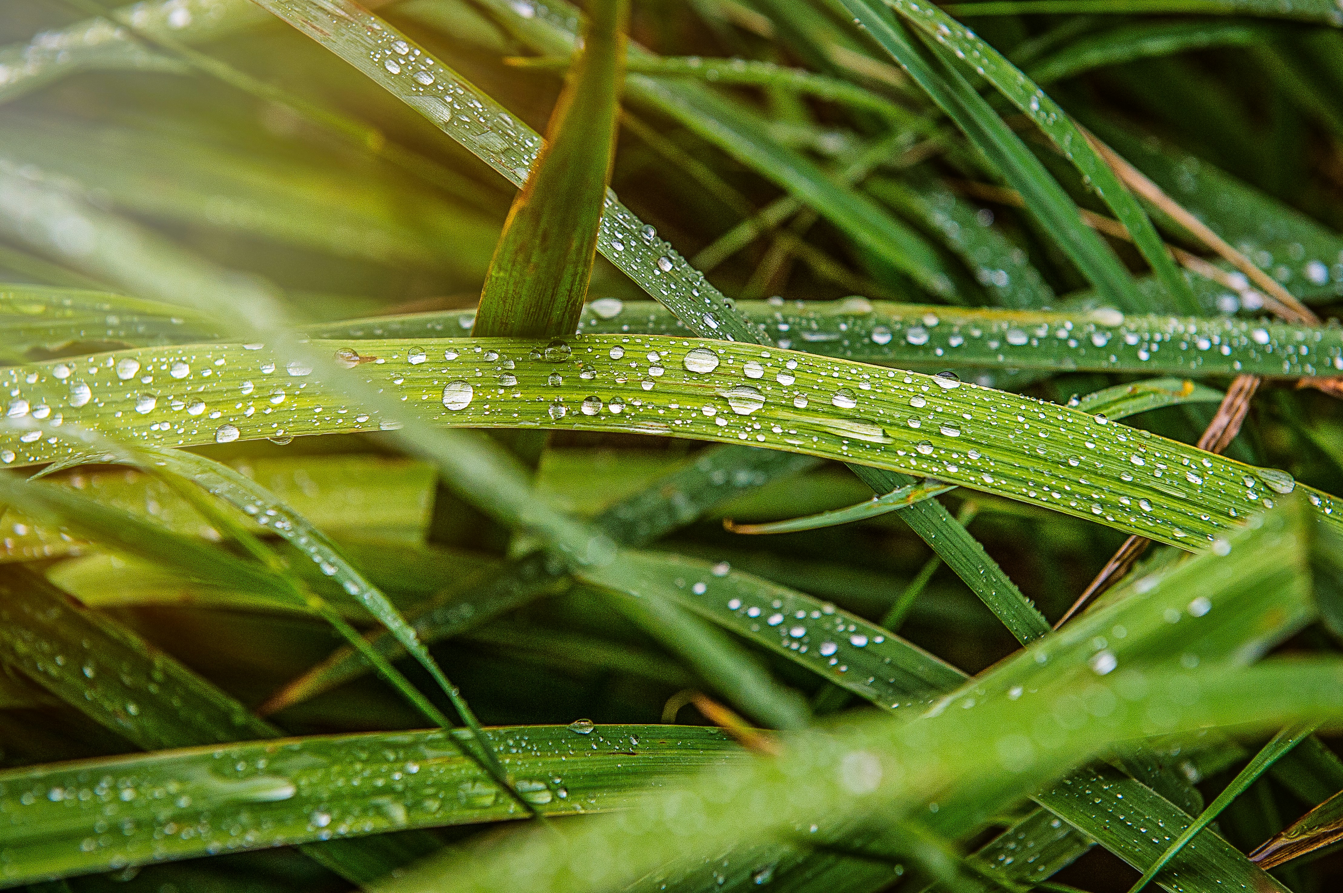 緑の芝生に水滴の写真 Unsplashで見つける緑の無料写真