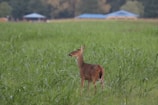 A deer standing in a lush green field.
