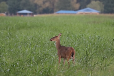 A deer standing in a lush green field.