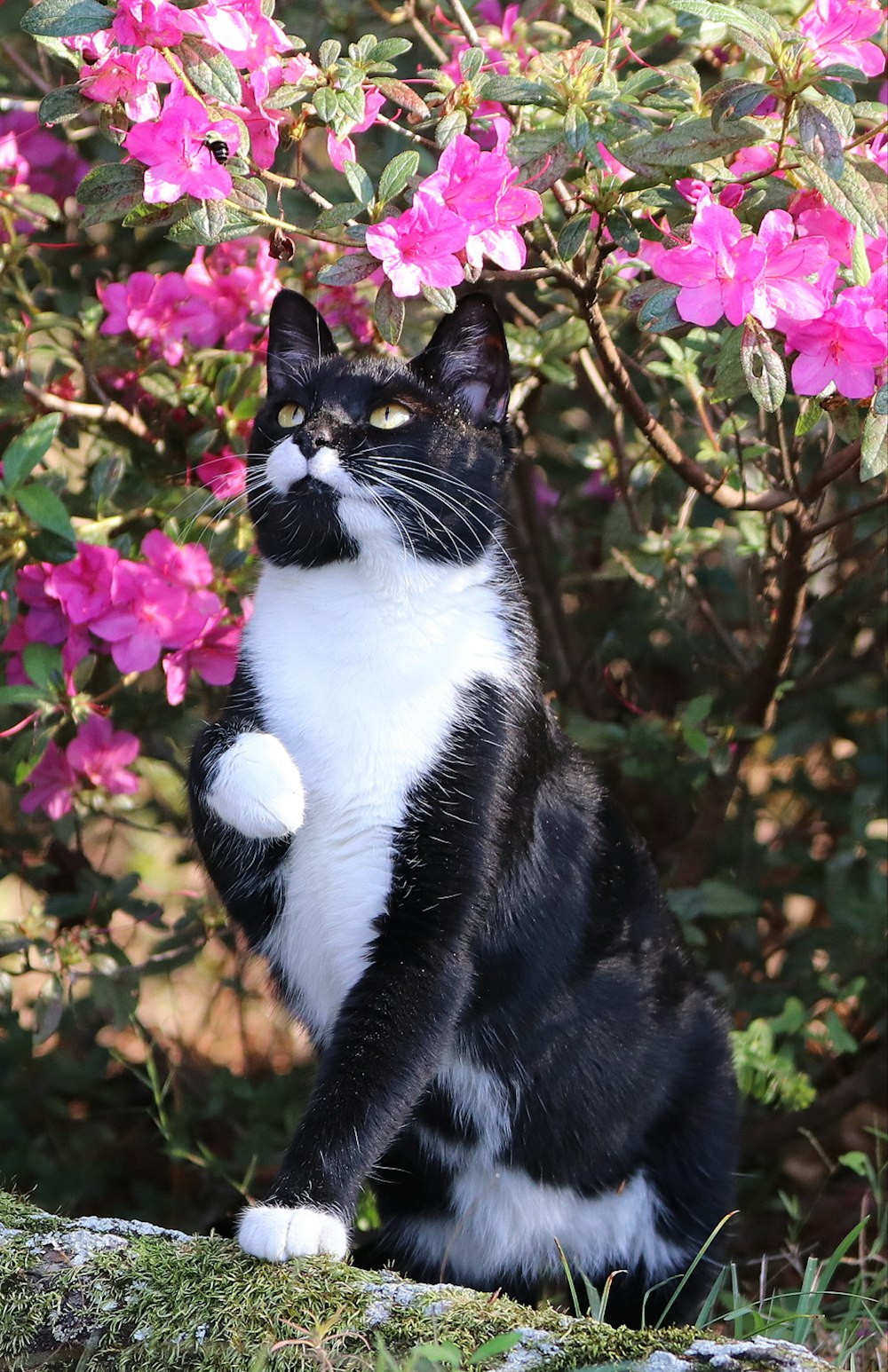 black and white cat on pink flowers