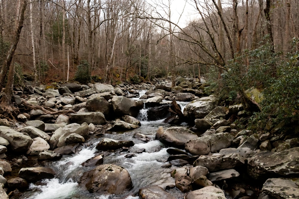 river in the middle of bare trees