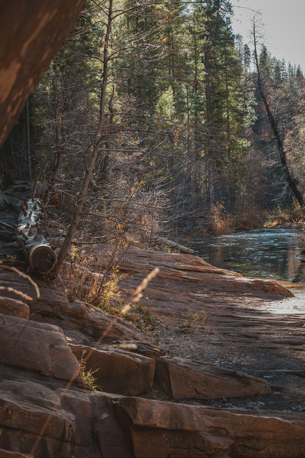 brown tree log on river