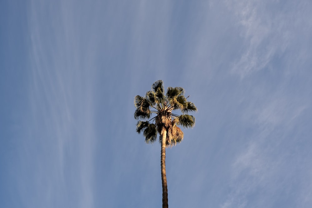 green palm tree under blue sky during daytime