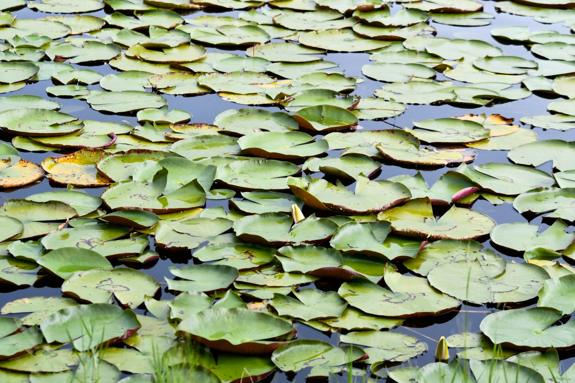 green and white water lilies on water