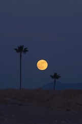 full moon over the palm trees