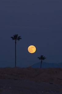 full moon over the palm trees