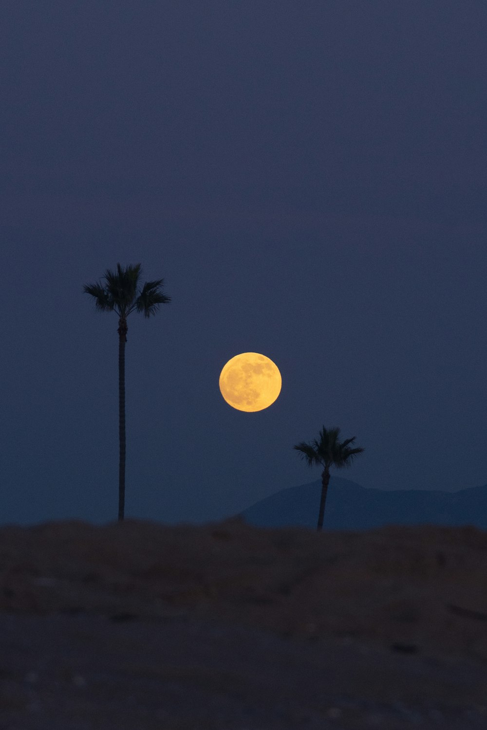 pleine lune sur les palmiers