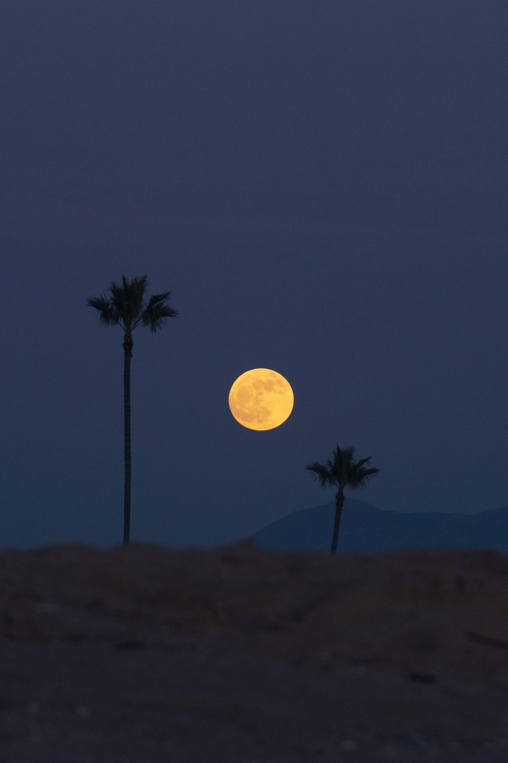 full moon over the palm trees