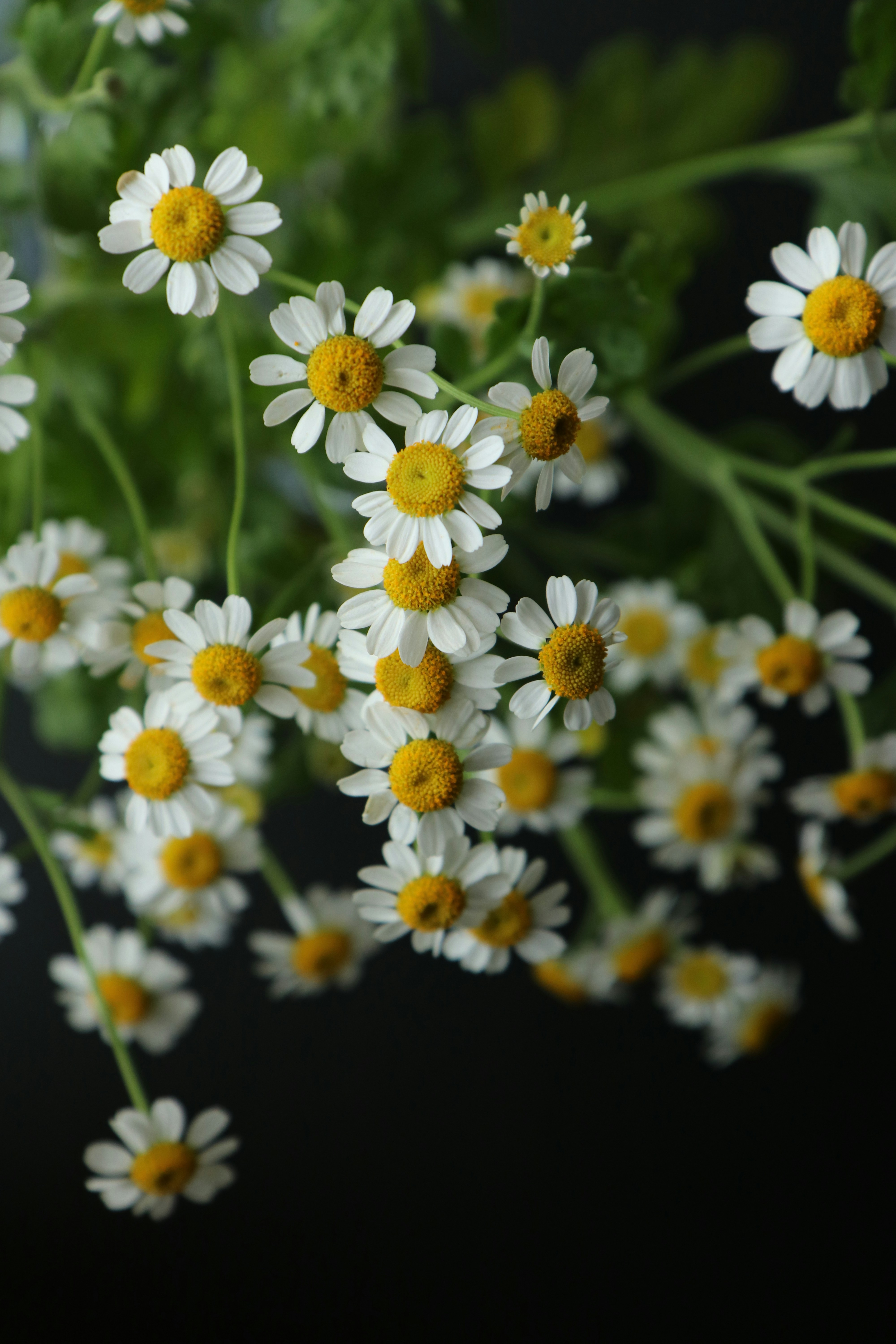 Small Flowers Pictures Download Free Images On Unsplash