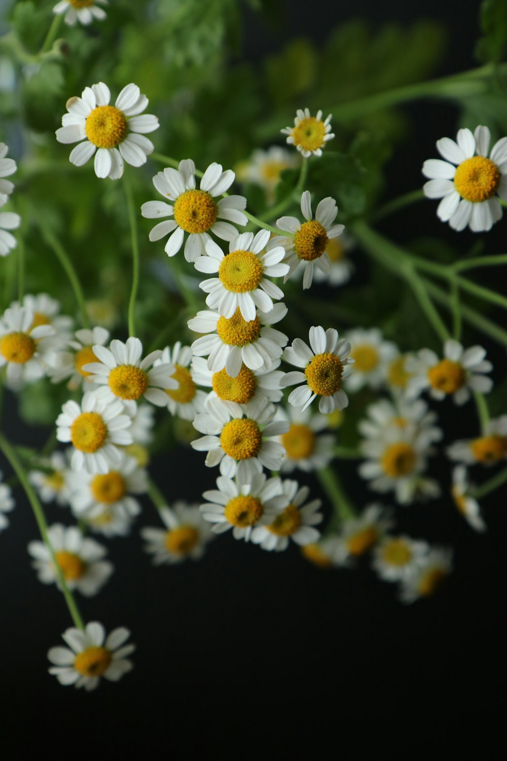 white and yellow flowers in tilt shift lens