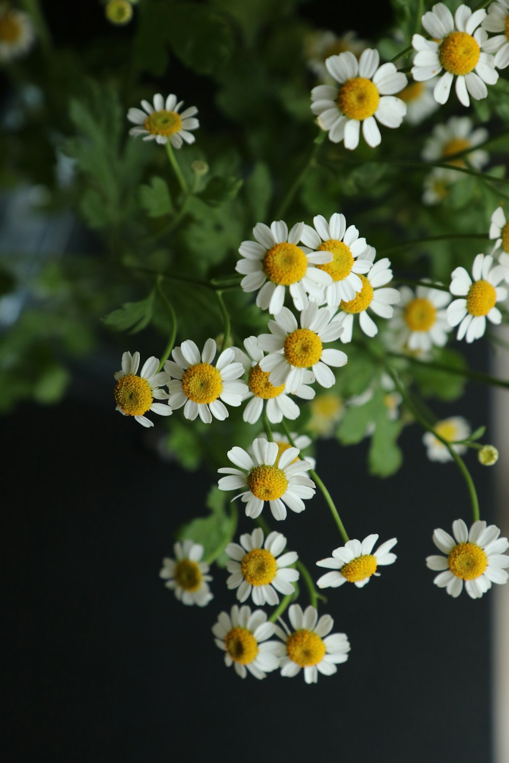 white and yellow flowers in tilt shift lens