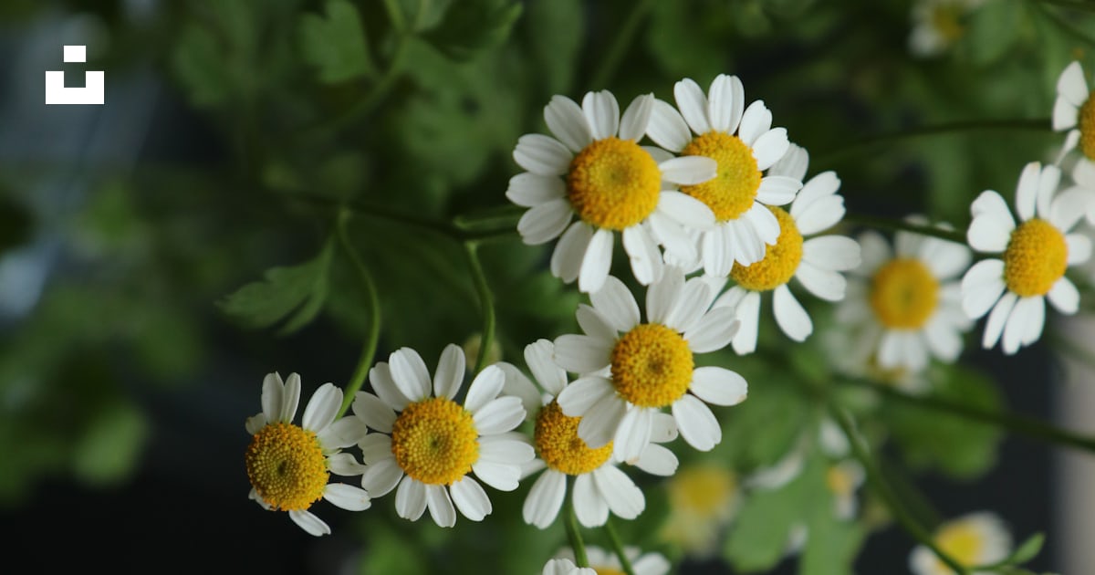 white and yellow flowers in tilt shift lens photo – Free Image on Unsplash