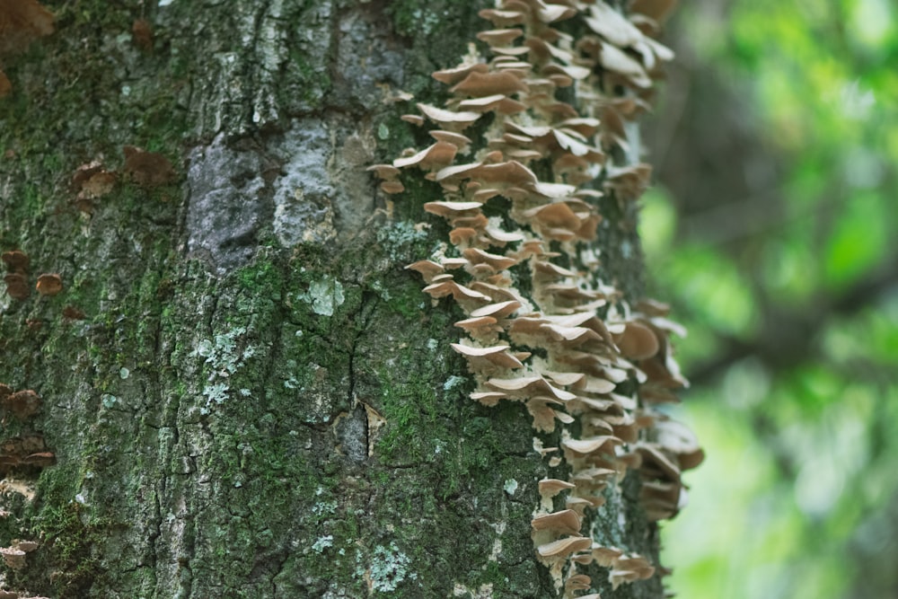 brown tree trunk with brown mushrooms