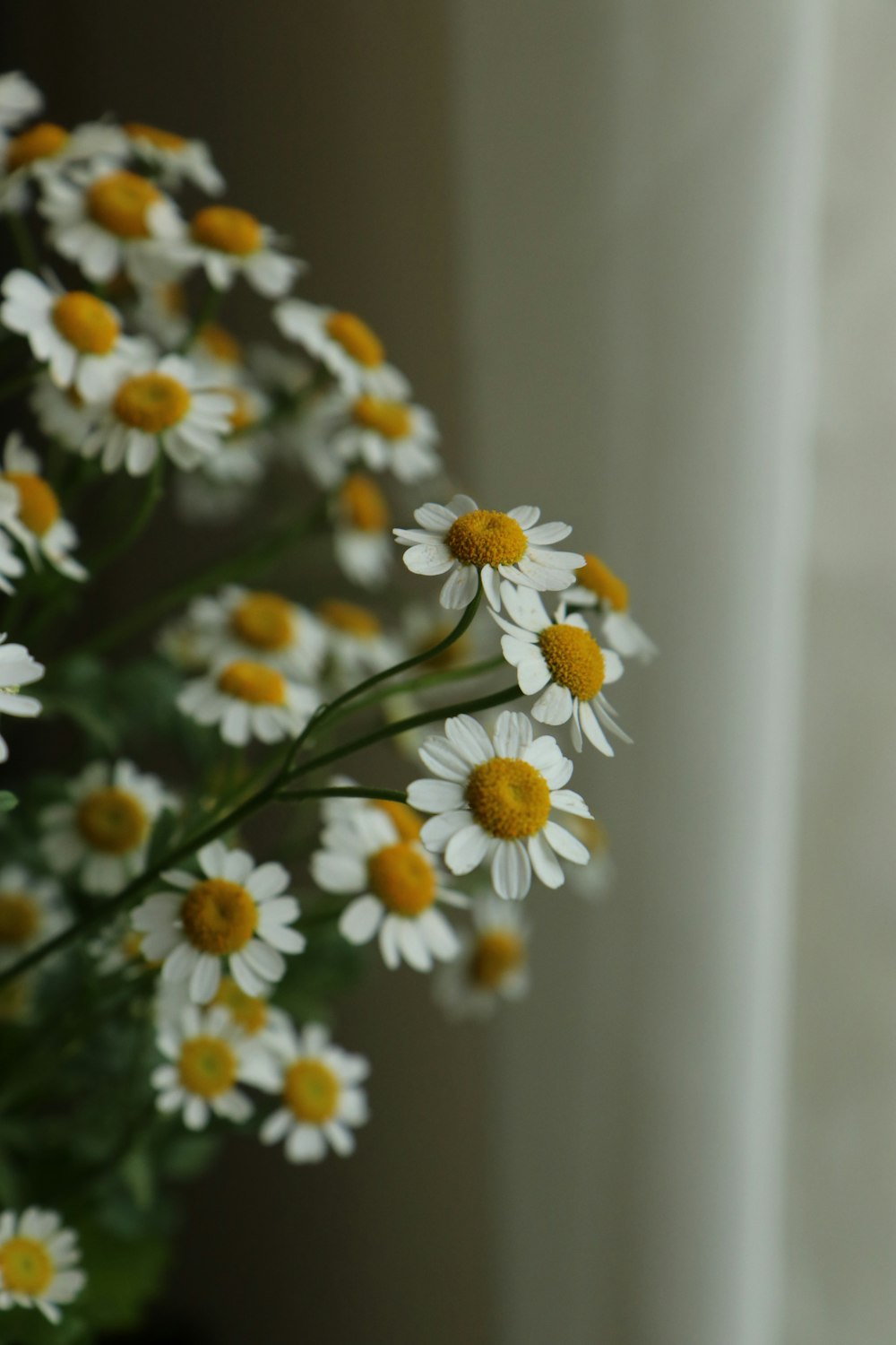 white and yellow daisy flowers