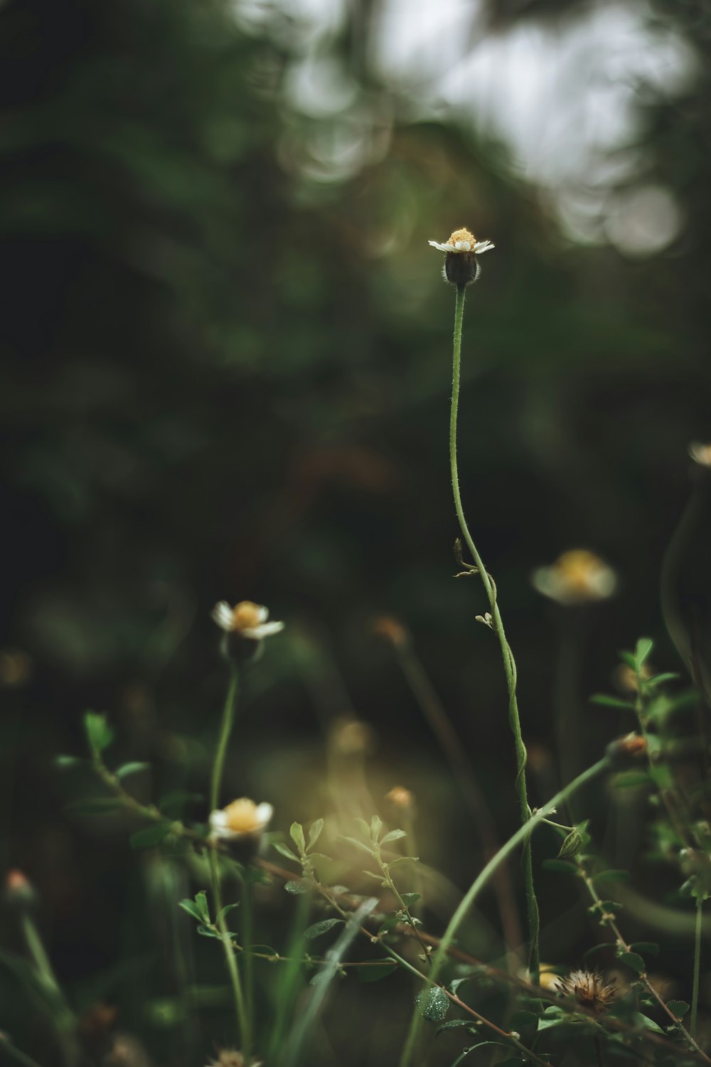 Flores blancas y amarillas en lente de cambio de inclinación