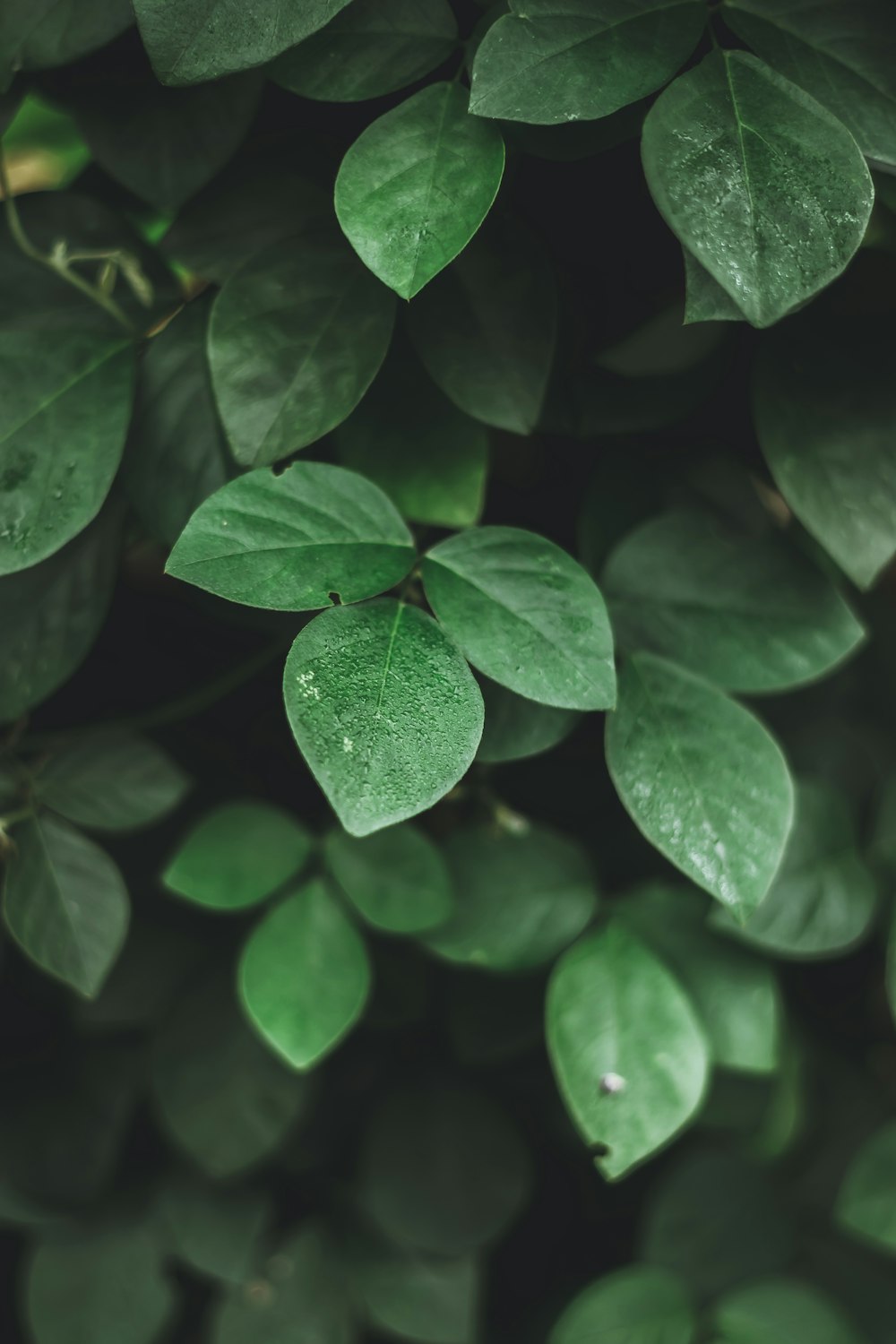 hojas verdes con gotas de agua