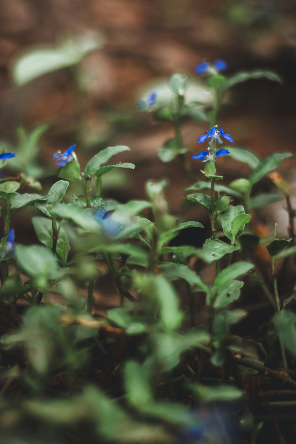 fiore blu con foglie verdi