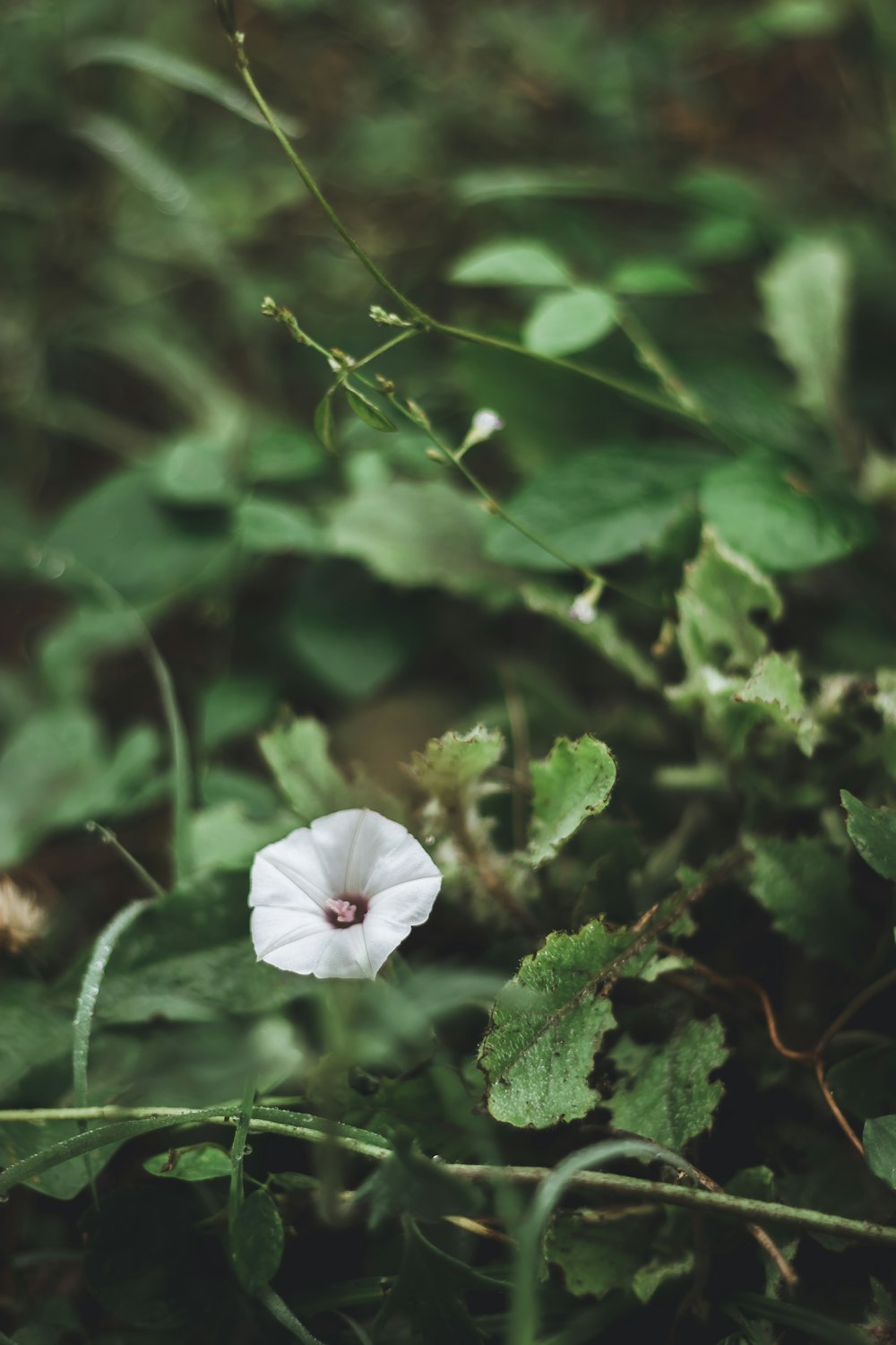 white flower in green leaves