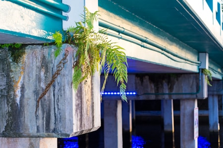 A close-up view of a section of a bridge with green pipes running along its side. Fern plants are growing out of a crevice on the concrete structure, adding a touch of nature to the urban environment. The underside of the bridge is lit with blue lights that create a striking contrast with the concrete and greenery.