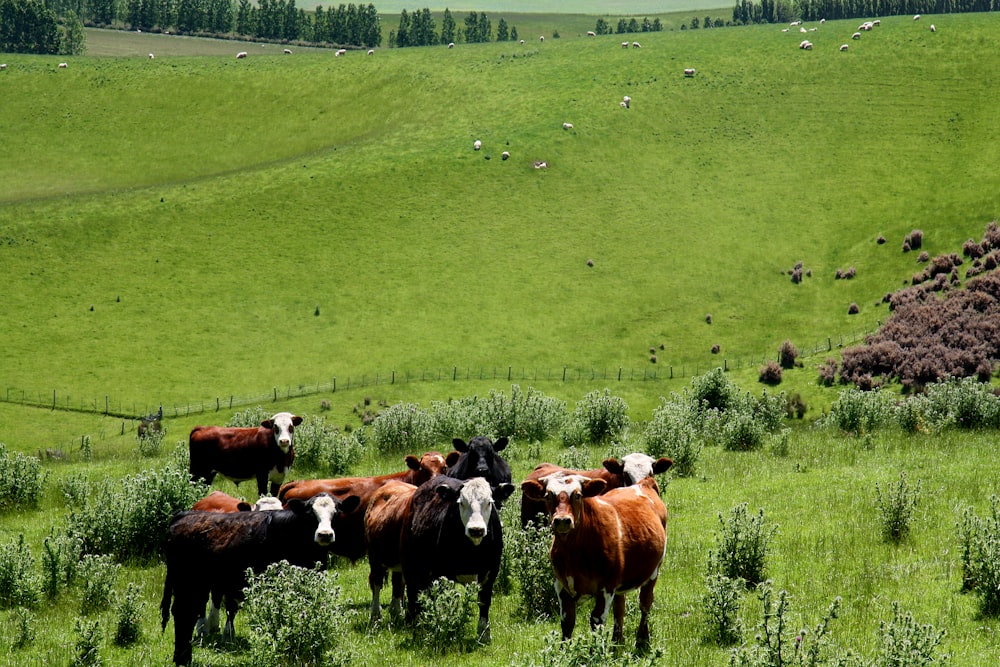 brown and white cow on green grass field during daytime