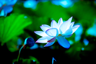 A serene white lotus blooming gently against a soft, spiritual blue background symbolizing purity and enlightenment.