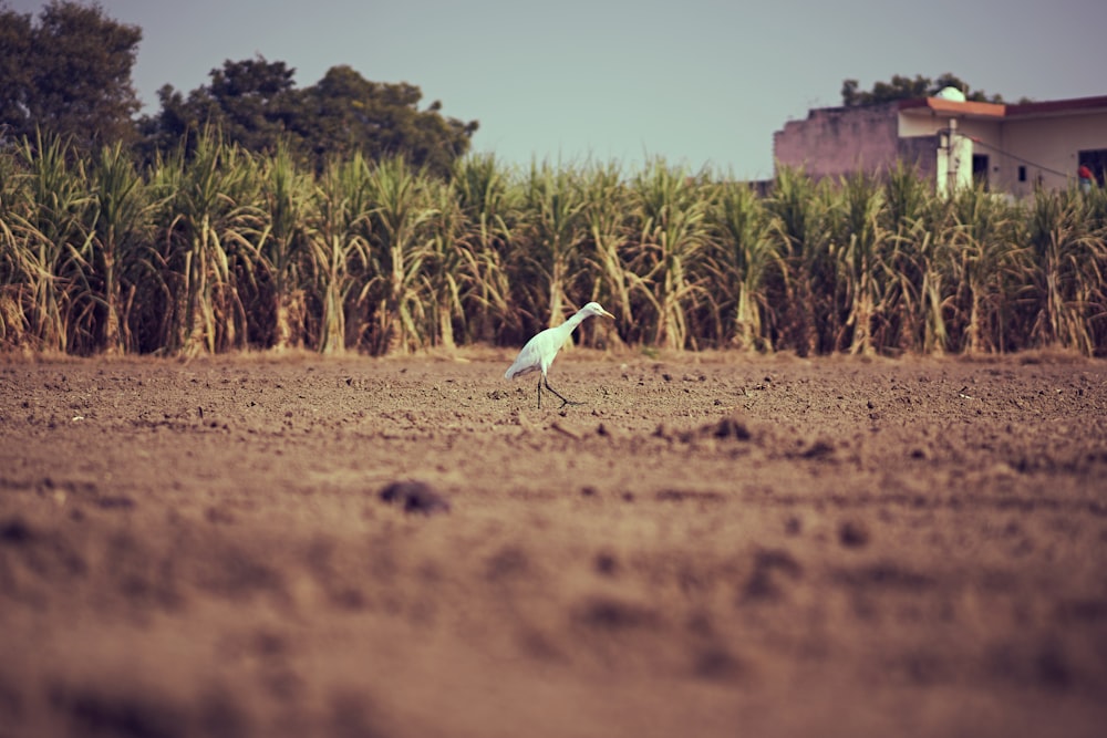 white bird on brown soil during daytime