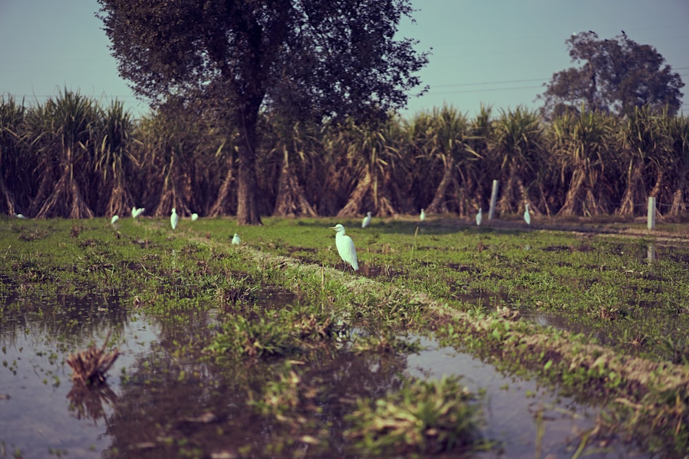 Zwei weiße Vögel auf grünem Grasfeld in der Nähe von Gewässern tagsüber