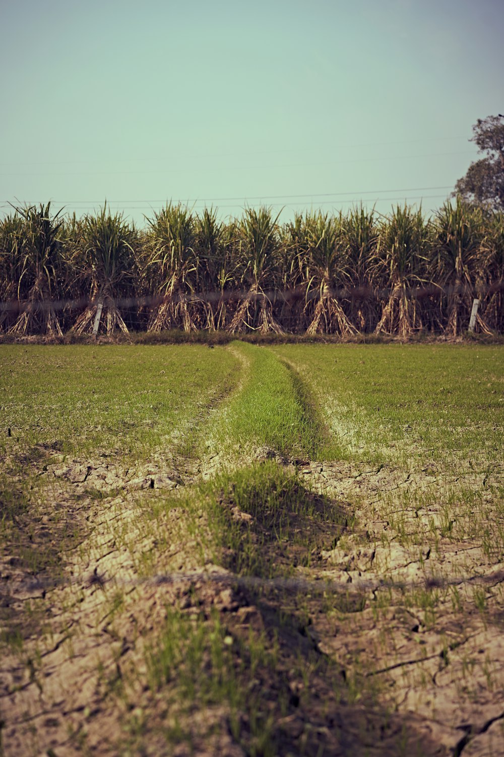 green grass field under blue sky during daytime