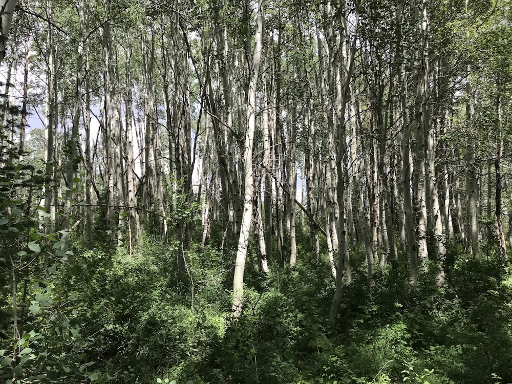 árvores e plantas verdes durante o dia