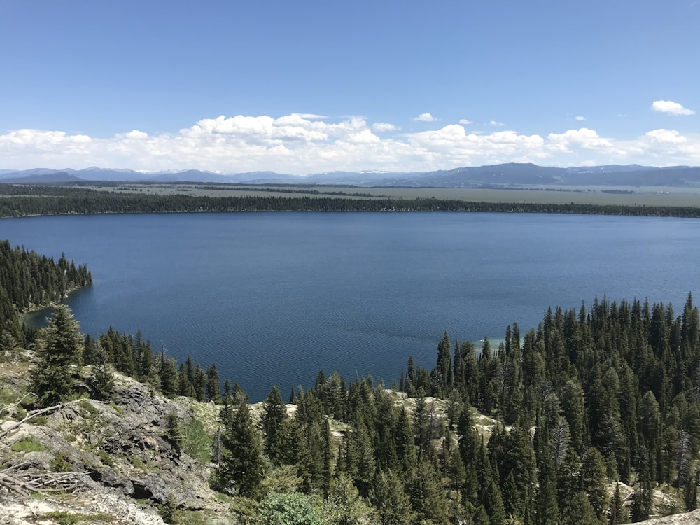 green pine trees near lake under blue sky during daytime