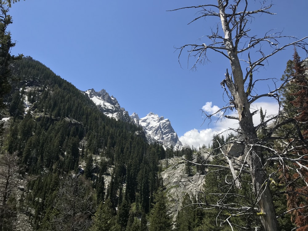 green trees near snow covered mountain during daytime